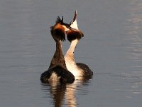 Die hofmakery7 : frieda